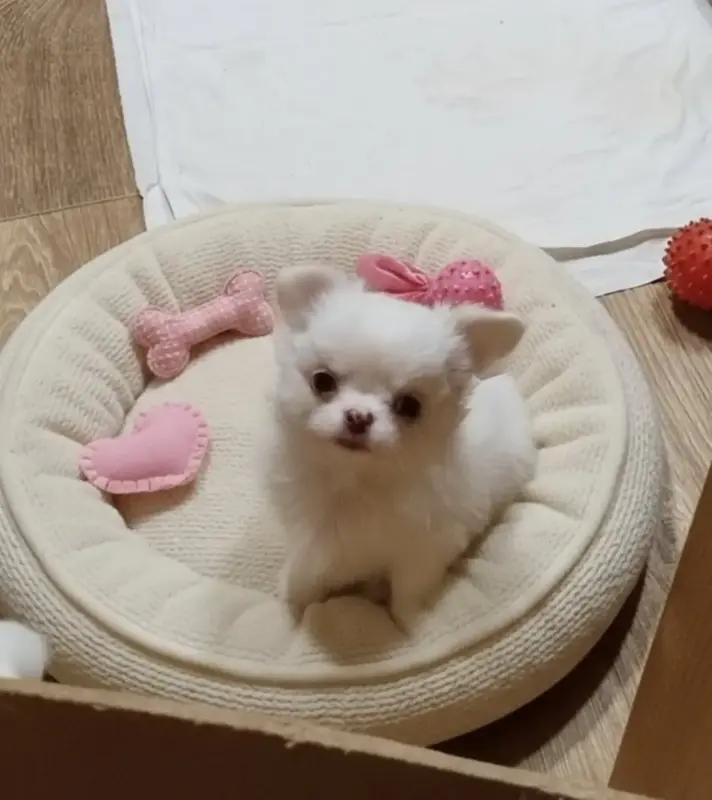 Щенок чихуахуа