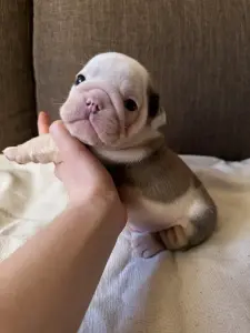 Щенки аглийского бульдога