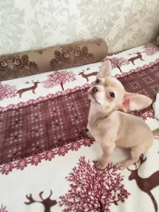 Малыш чихуахуа красивого окраса