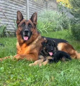 Щенки немецкой