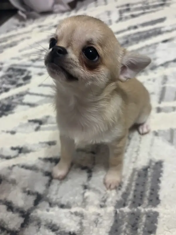 Чихуахуа девочка