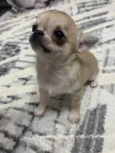 Чихуахуа девочка