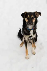 Собака Умнейшая Козявочка ждет свою семью