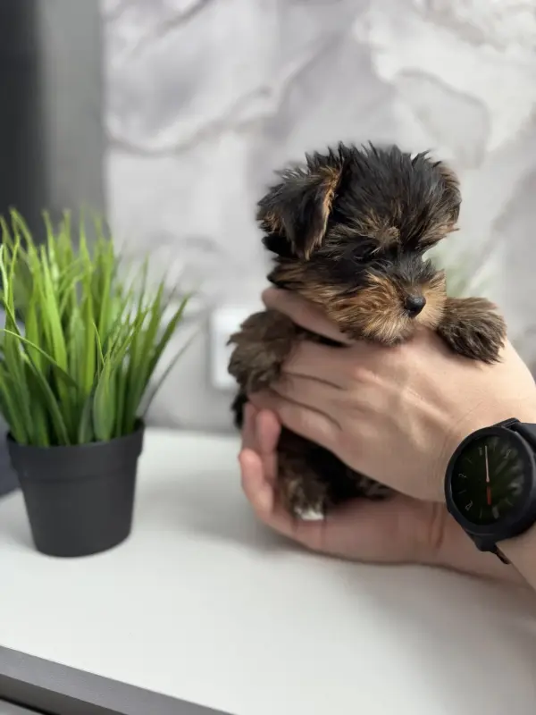 Собаки - Йоркширский терьер - Вся Беларусь - Фото 6 Йоркширский терьер - Вся Беларусь - 238099 - Доска объявлений Kupika.by - Фото 6