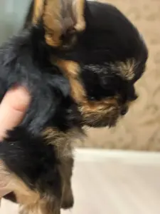 Мини йоркширский терьер