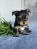 Собаки - Йоркширский терьер - Вся Беларусь - Фото 9 Йоркширский терьер - Вся Беларусь - 236910 - Доска объявлений Kupika.by - Фото 9