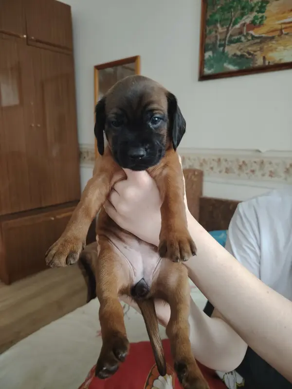 Продажа щенков боварской горной гончей