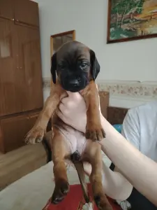 Продажа щенков боварской горной гончей