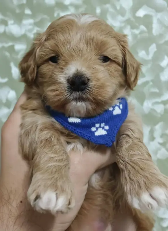 Щенки Мальтипу - Ветка - 238223 - Доска объявлений Kupika.by - Фото 4