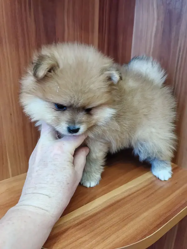 Собаки - Девочка померанского шпица - Вся Беларусь - Фото 7 Девочка померанского шпица - Вся Беларусь - 235651 - Доска объявлений Kupika.by - Фото 7