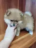 Собаки - Девочка померанского шпица - Вся Беларусь - Фото 7 Девочка померанского шпица - Вся Беларусь - 235651 - Доска объявлений Kupika.by - Фото 7