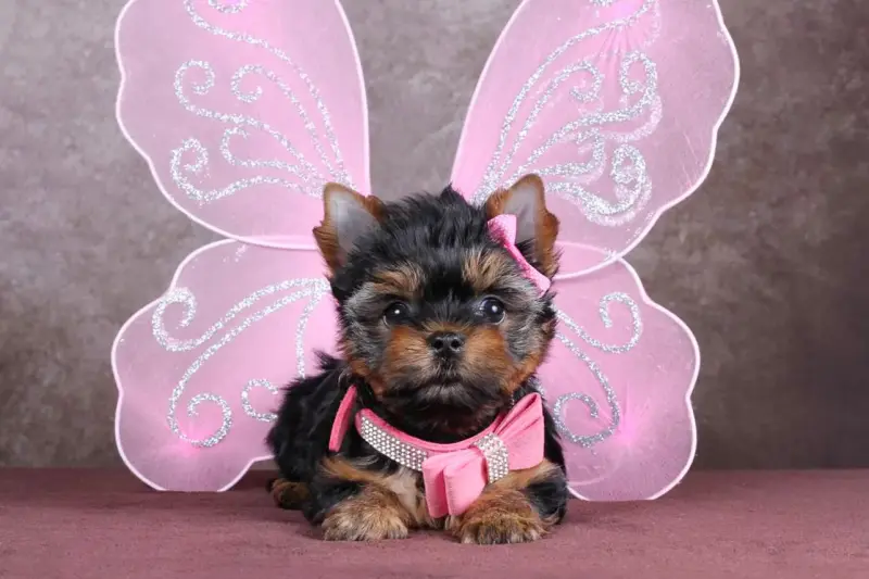 Собаки - Щенки Йоркширского терьера 5* - Вся Беларусь - Фото 2 Щенки Йоркширского терьера 5* - Вся Беларусь - 235604 - Доска объявлений Kupika.by - Фото 2