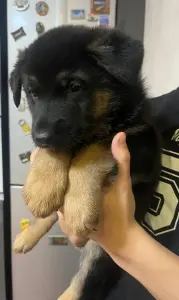 Щенки немецкой овчарки