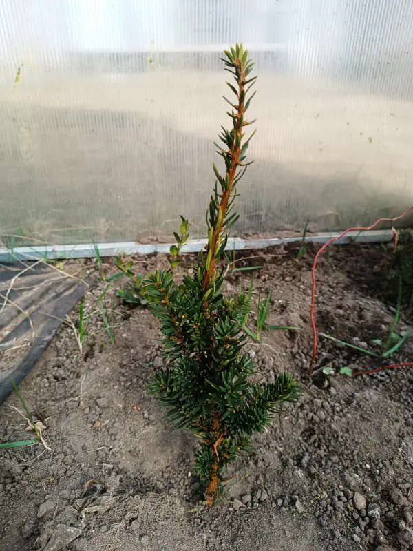 Тис ягодный 10-12 см ростки саженцы рассада - Вся Беларусь - 241420 - Доска объявлений Kupika.by - Фото 4