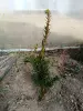 Тис ягодный 10-12 см ростки саженцы рассада - Вся Беларусь - 241420 - Доска объявлений Kupika.by - Фото 4