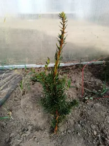 Тис ягодный 10-12 см ростки саженцы рассада