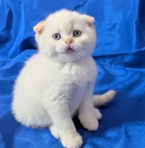 Породистые шотландские котята, коты.