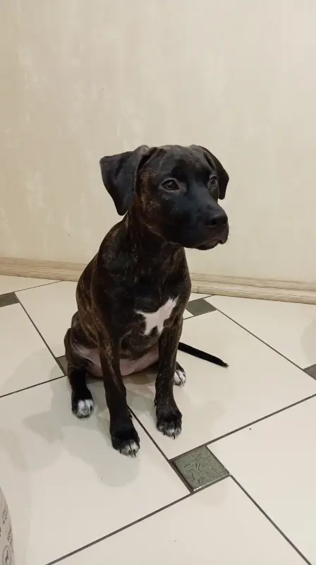 Щенок амстаффа, девочка