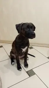 Щенок амстаффа, девочка