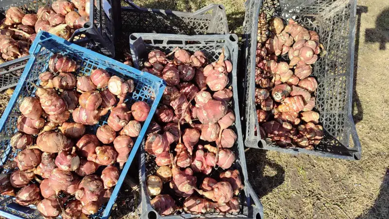 Топинамбур сортовой - Вся Беларусь - 240513 - Доска объявлений Kupika.by - Фото 4