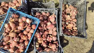 Топинамбур сортовой