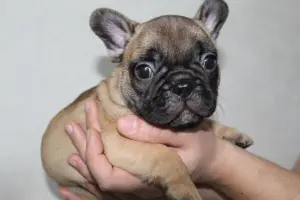 Щенки французский бульдог