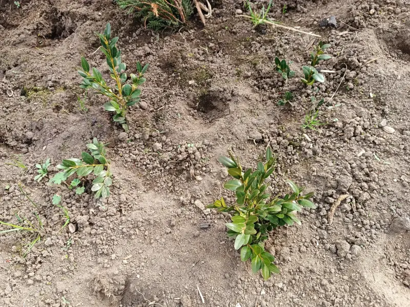 Самшит 10-12 см ростки саженцы рассада - Вся Беларусь - 241224 - Доска объявлений Kupika.by - Фото 3