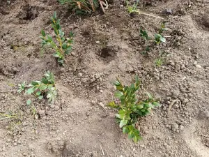 Самшит 10-12 см ростки саженцы рассада