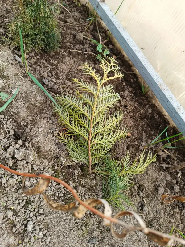 Кипарис 10-12 см ростки саженцы рассада