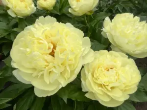 Пион Sweet Lemonade