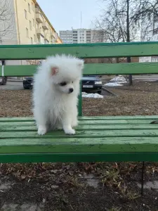 Щенки белого померанского шпица