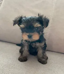 Йоркширский терьер