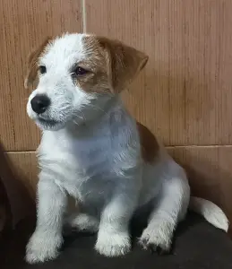 Щенки Джек рассел терьер