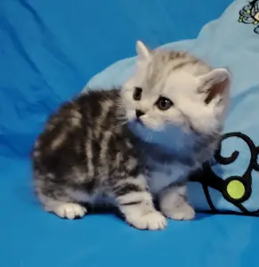 Котята мраморята.