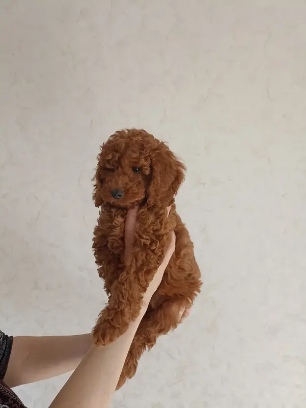 Щенки той-пуделя - Вся Беларусь - 240458 - Доска объявлений Kupika.by - Фото 2