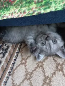 Британские котята