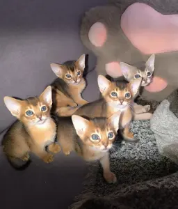 Абиссинкие чистокровные