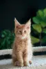 Кошки - мальчик мейн-кун - Вся Беларусь мальчик мейн-кун - Вся Беларусь - 240952 - Доска объявлений Kupika.by