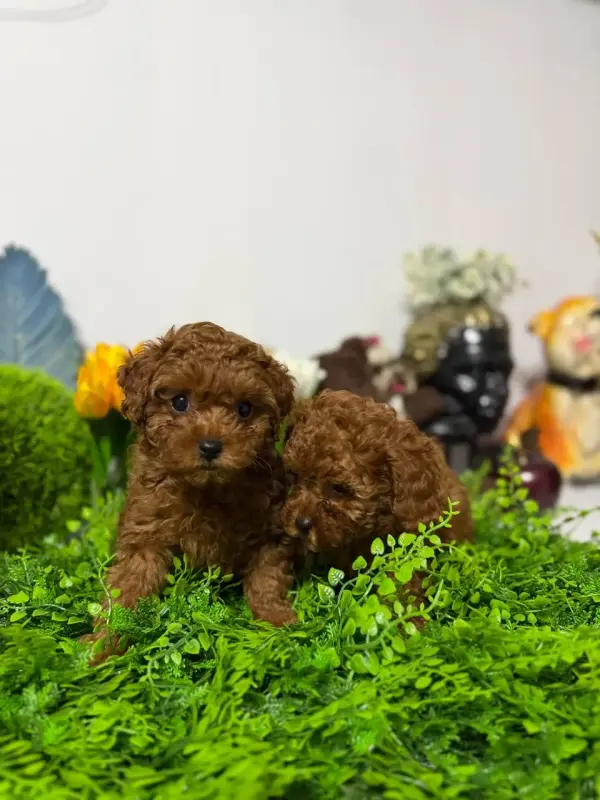 Мини щенки пуделя тикап родители Китай доставка рб