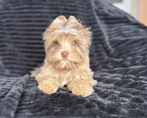 Мальчик Шокомерле привит доставка