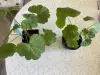 Комнатные растения - Герань розебудная,- молодой кустик - Вся Беларусь - Фото 7 Герань розебудная,- молодой кустик - Вся Беларусь - 241578 - Доска объявлений Kupika.by - Фото 7