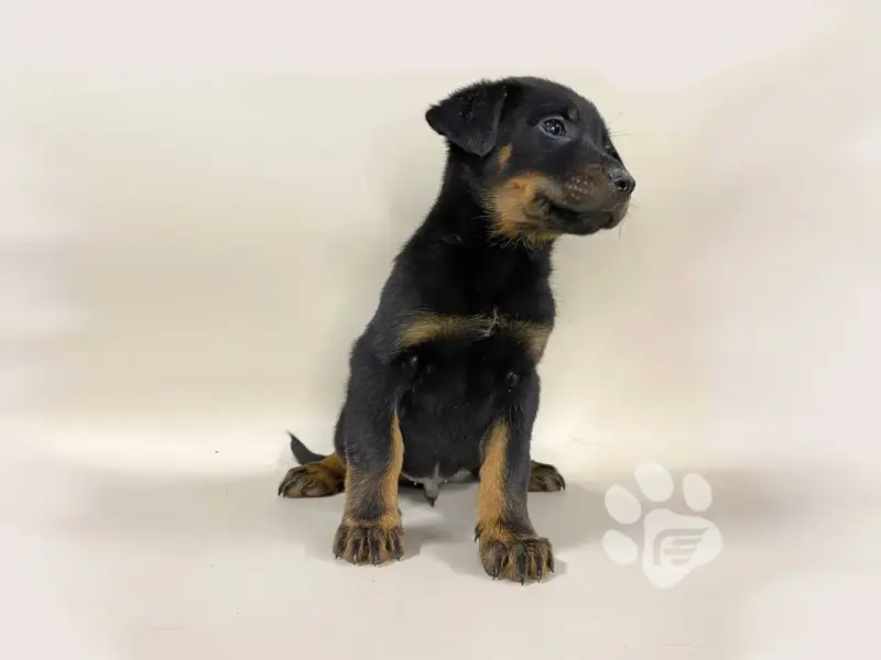 Щенки Босерона (французская овчарка) - Вся Беларусь - 239285 - Доска объявлений Kupika.by - Фото 2