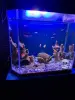 Аквариумистика - Аквариум - Вся Беларусь - Фото 2 Аквариум - Вся Беларусь - 241297 - Доска объявлений Kupika.by - Фото 2