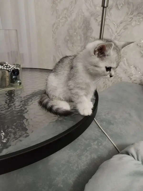 Кот шотландский прямоухий