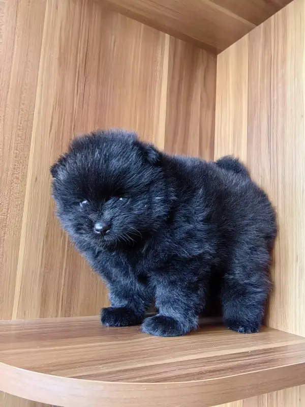 Мальчик померанский шпиц - Вся Беларусь - 241293 - Доска объявлений Kupika.by - Фото 3