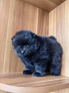 Мальчик померанский шпиц