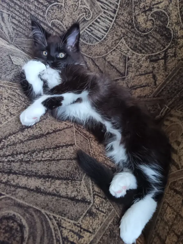 Животные - Вся Беларусь - 239936 - Доска объявлений Kupika.by - Фото 3