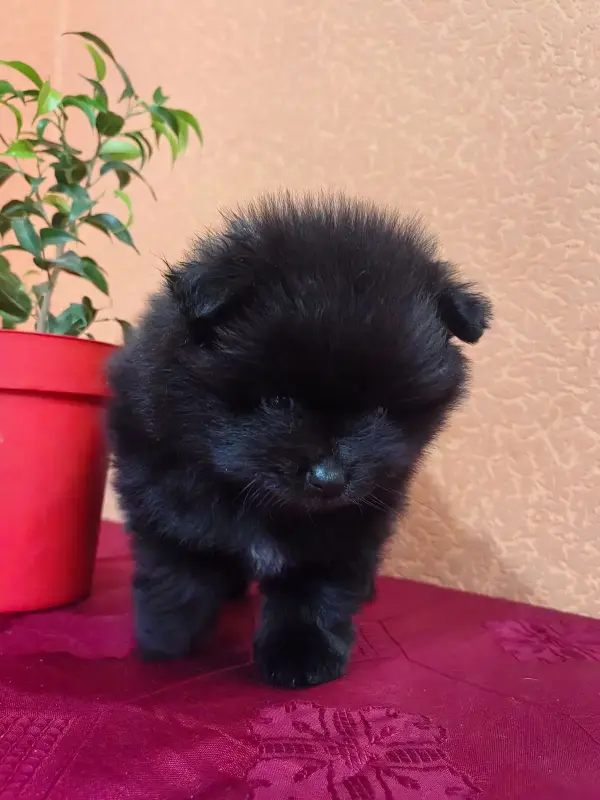 Щенок померанского шпица - Вся Беларусь - 241452 - Доска объявлений Kupika.by - Фото 6