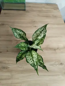 Аглаонема Вайт Киви