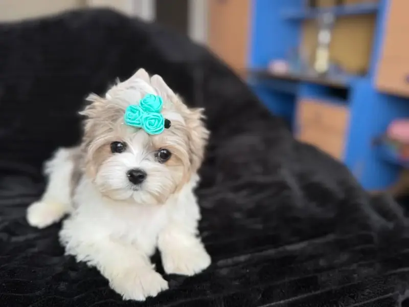 Мини мальчик блюбери бебифейс доставка